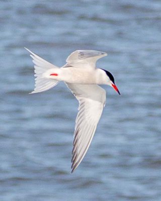 Der Iso-Wert in der Fotografie